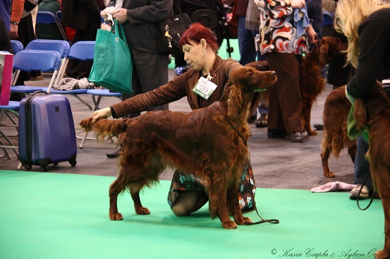 Crufts2011 452.jpg